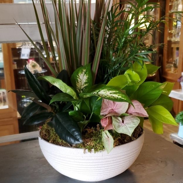 Mixed indoor plants with green and pink foliage arranged in a white ceramic bowl planter.