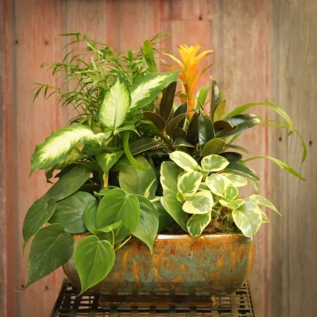 Mixed green houseplants with varied leaf textures arranged in a decorative ceramic planter.