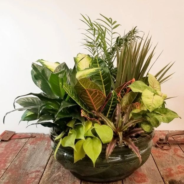 Mixed green houseplants arranged in a low glass bowl, featuring leafy tropical foliage.