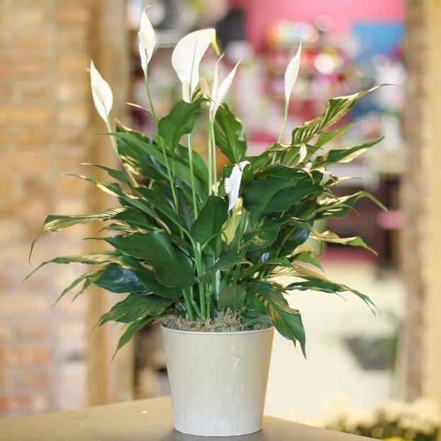 Potted peace lily with glossy green leaves and white blooms displayed indoors on a table.