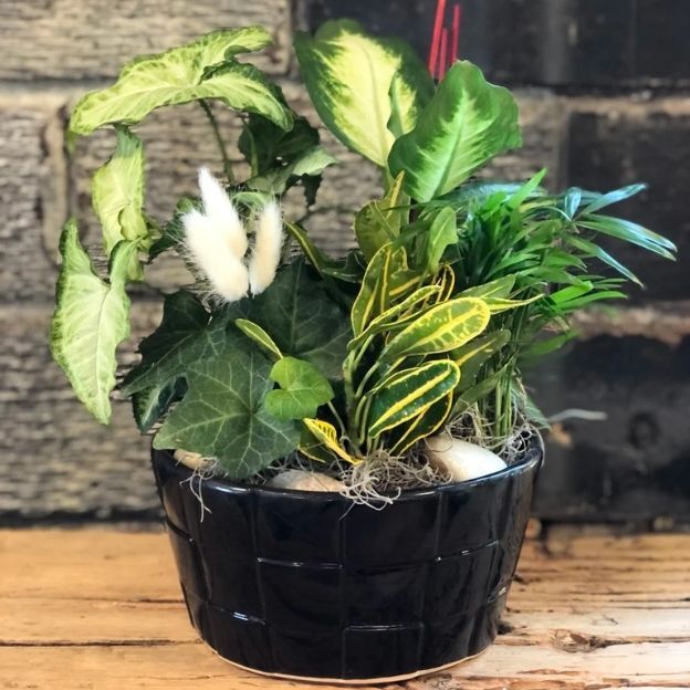 Glossy black bowl with mixed houseplants: ivy, dieffenbachia, croton, and palm grass, topped with moss and stones.