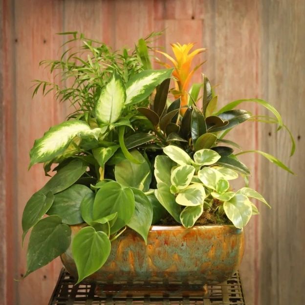 Glazed rectangular pot filled with lush houseplants—philodendron, variegated leaves—and a yellow bromeliad bloom.