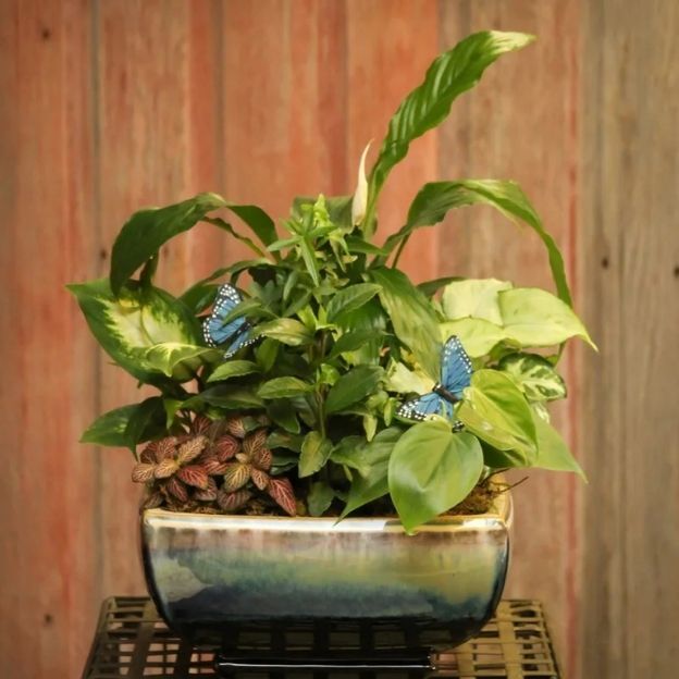 Rectangular ceramic planter with mixed houseplants and two blue butterfly picks, displayed before a rustic wood background.
