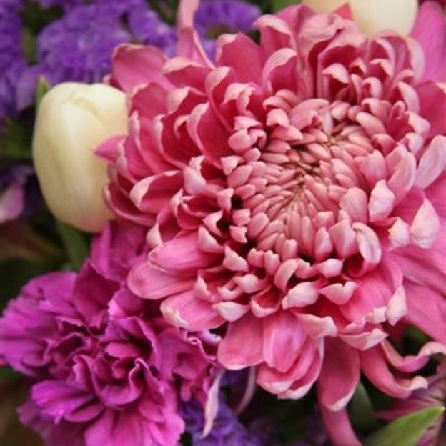 Close-up of a large pink chrysanthemum surrounded by purple blooms and a cream tulip, soft petals filling the frame.