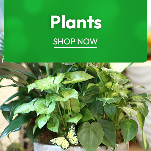 Plants